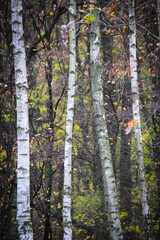 Autumn forest, birch trees with colorful leaves