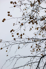 Autumn forest, trees with colorful leaves against sky, cloudy day