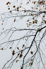 Autumn forest, trees with colorful leaves against sky, cloudy day