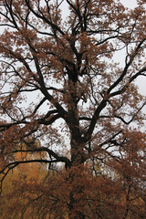 Autumn forest, trees with colorful leaves against sky, cloudy day