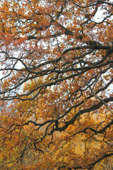 Autumn forest, trees with colorful leaves against sky, cloudy day