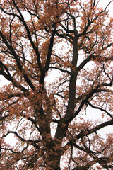 Autumn forest, trees with colorful leaves against sky, cloudy day