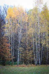 Autumn forest, birch trees with colorful leaves