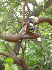 Trumpeter hornbill perching on branch in lush green forest