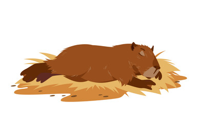 Cute capybara sleeping on hay bedding. Funny lazy fat pet lying down to sleep during nap time, portrait of brown baby animal character enjoying bedtime, capybara relaxing cartoon vector illustration