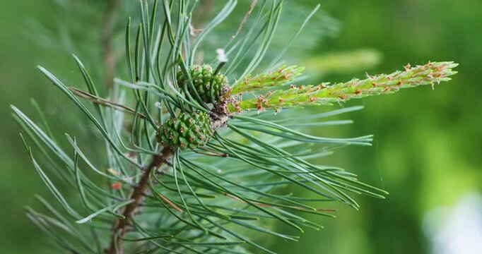 Pine branch flourishing with fresh green needles and a new cone