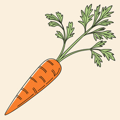 illustration of a carrots