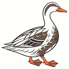 duck isolated on white