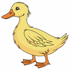 duck isolated on white background