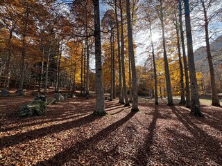 Hayedo abetal pirenaico en otoño