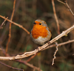 robin on a branch