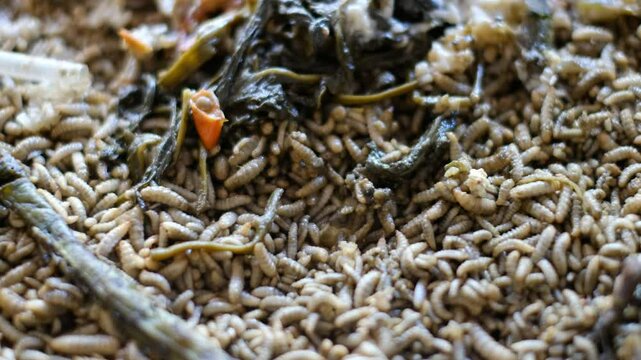Black soldier fly larvae (Hermetia Illucens) or maggots are eating food waste. These larvae are decomposers of organic waste that contains high protein, good for animal feed such as chicken and fish.