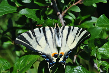 butterfly on a tree