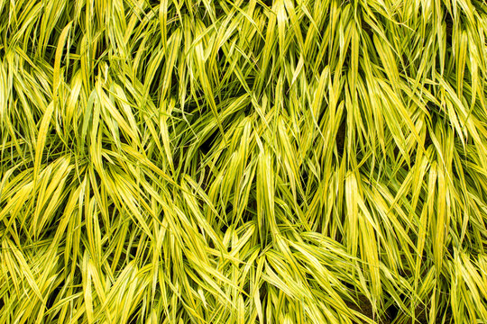 Mass of Hakone variegated grass