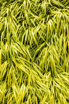 Mass of Hakone variegated grass