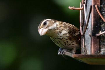 Female Evening Grosbeak on feeder