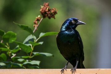 Grackle on fence
