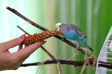 People take care of and play with budgies of the 