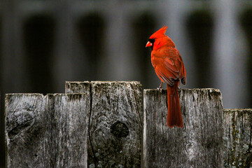 Cardinal on fence