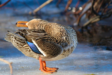 Mallard duck preening