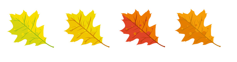 Obraz premium Autumn oak leaves yellow red and orange - vector illustration