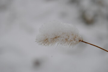 a blanket of snow covered the spikelet