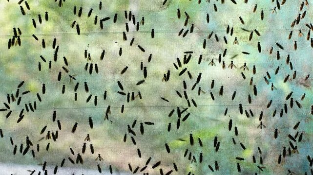 The mature Black Soldier Fly (Hermetia illucens) in the insect farm