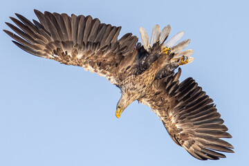 seeadler