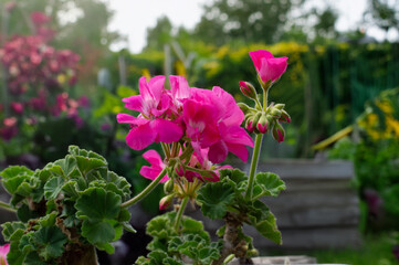 Obraz premium Pink geraniums in the garden
