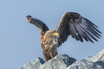 seeadler