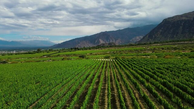 Vineyard in Cafayate, Salta, Argentina. Aerial view