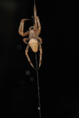 spider on the web