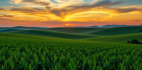 a vibrant green soybean field, golden sunset skies, lush nature landscape