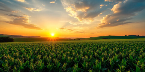 a vibrant green soybean field, golden sunset skies, lush nature landscape