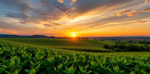 a vibrant green soybean field, golden sunset skies, lush nature landscape