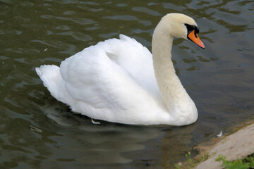 A view of a Mute Swan on the water