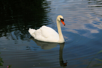 Naklejka premium A view of a Mute Swan on the water