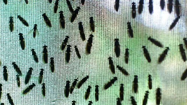 The mature Black Soldier Fly (Hermetia illucens) in the insect farm