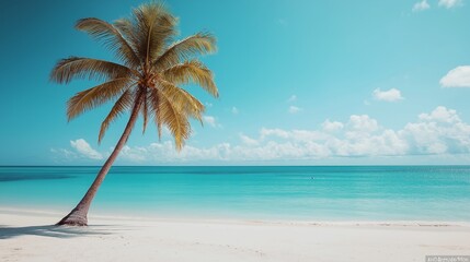 Obraz premium Freedom tropical beach background. Beautiful palm tree over white sand beach.