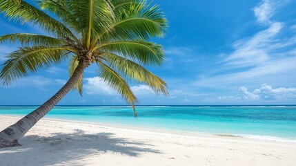 Obraz premium Freedom tropical beach background. Beautiful palm tree over white sand beach.
