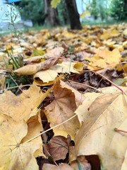 autumn leaves on the ground