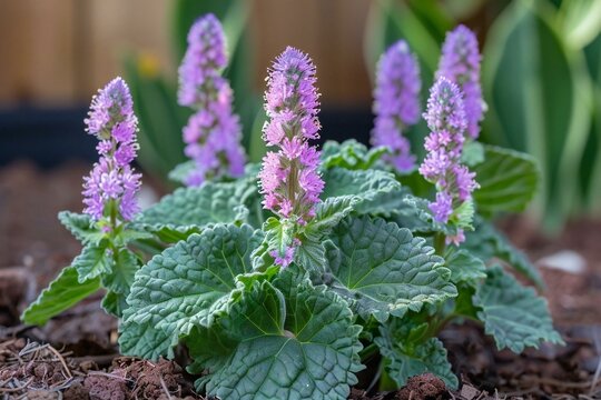 Looking down at a blooming patchouli plant with distinctive green leaves and tiny purple flowers in a garden setting.