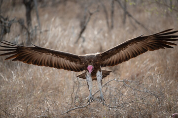 Hooded Vulture with splayed wings gliding in, to land and feed on a buffalo carcass