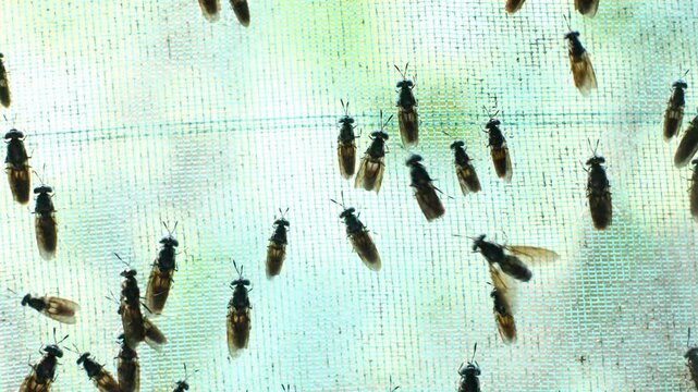 The mature Black Soldier Fly (Hermetia illucens) in the insect farm