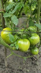 tomato on the vine
