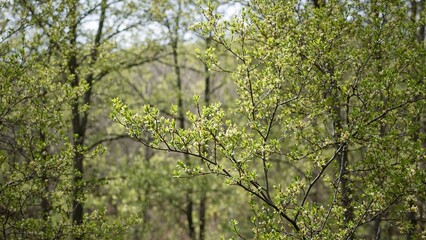 Fototapeta premium Vibrant spring forest with blooming flowers and new leaves