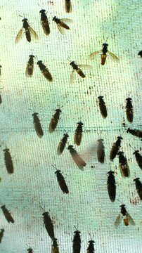 The mature Black Soldier Fly (Hermetia illucens) in the insect farm