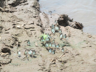 butterflies in the Amazon rainforest