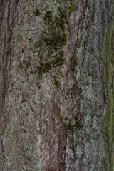 The texture of the tree bark