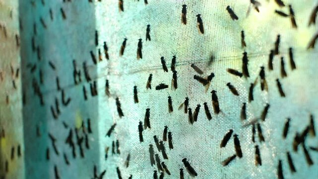 The mature Black Soldier Fly (Hermetia illucens) in the insect farm